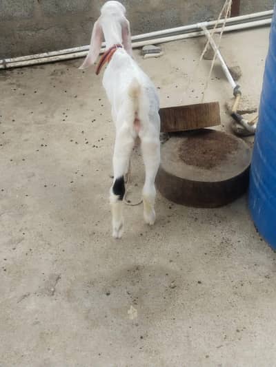 bakra