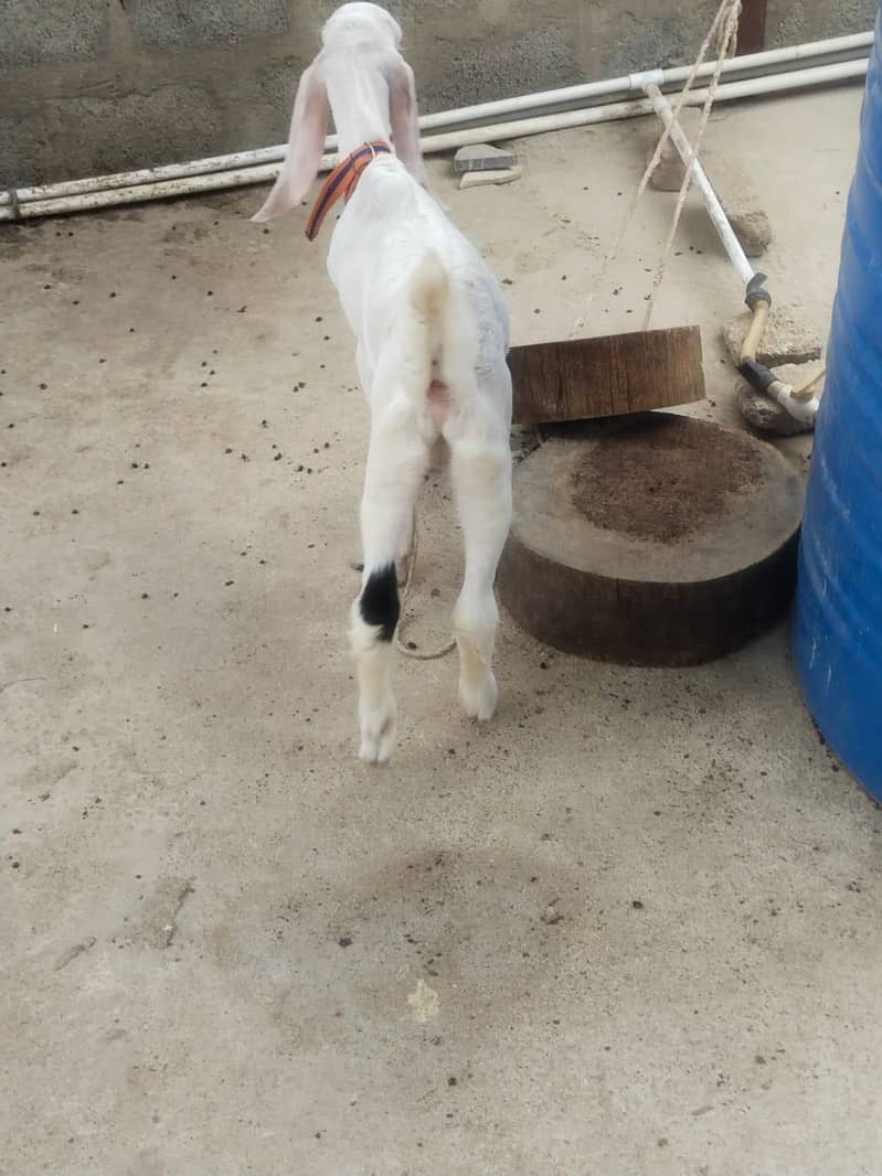 bakra 0