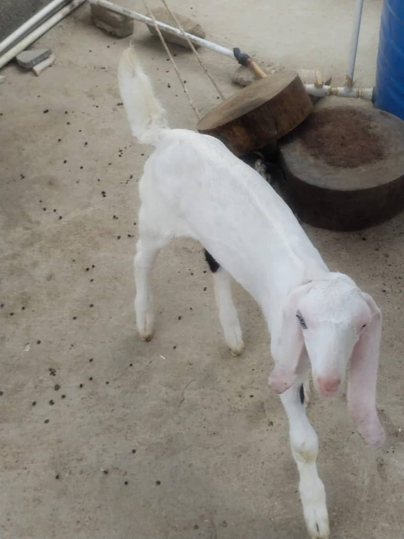 bakra 1