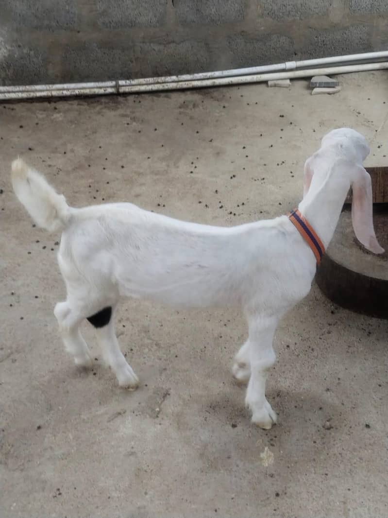 bakra 4