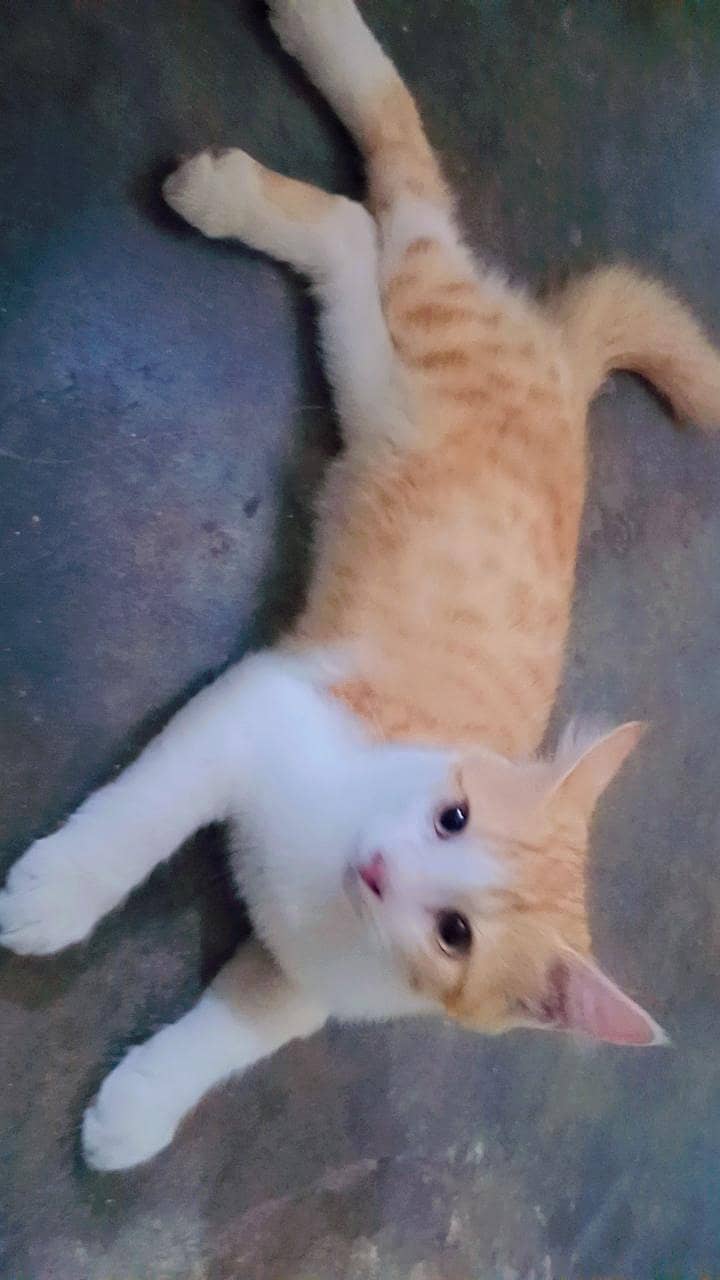 Cute Catt 0