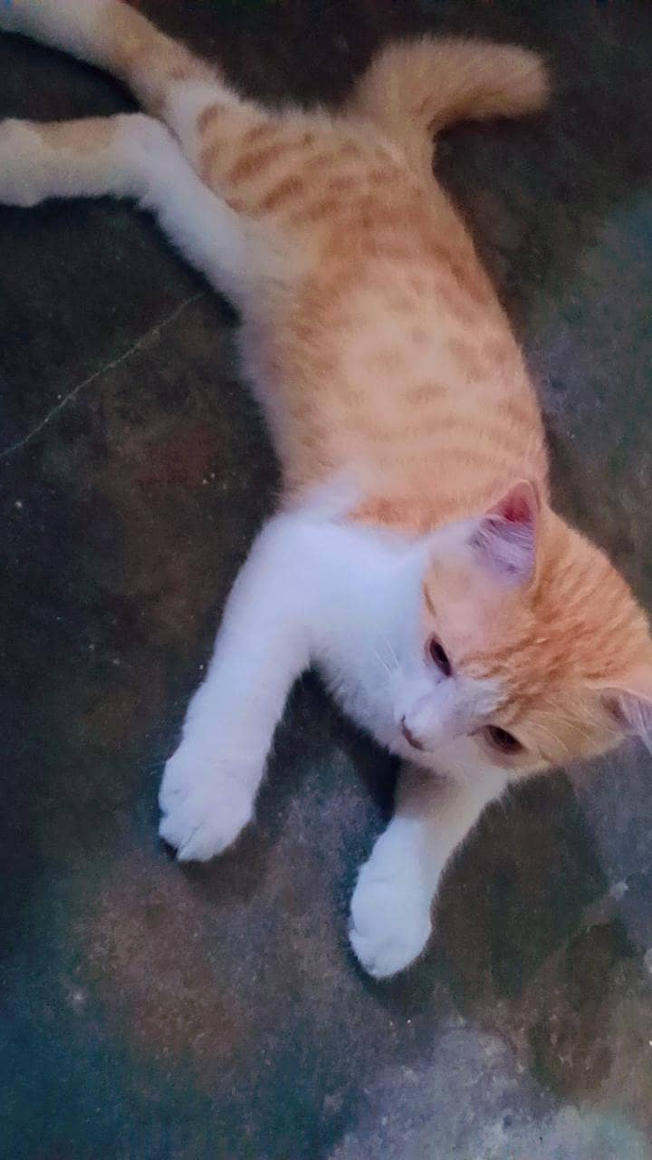 Cute Catt 1