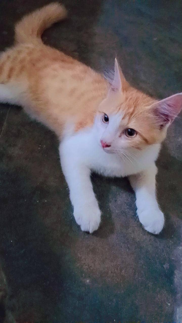 Cute Catt 2