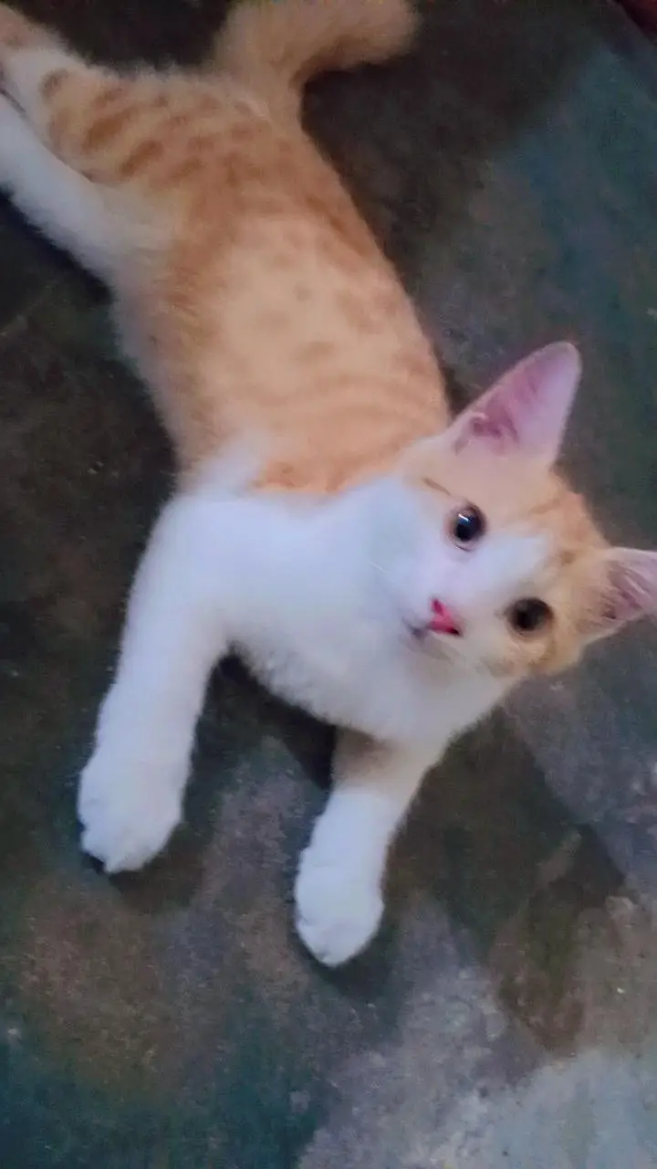 Cute Catt — photo 4