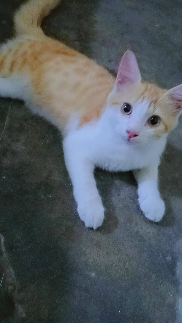 Cute Catt 4