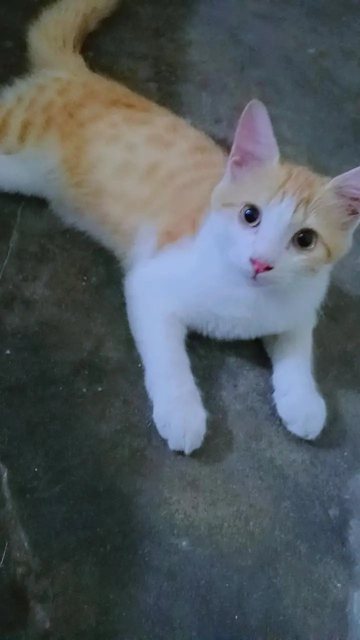 Cute Catt — photo 5