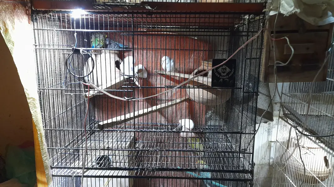4 Portion FOLDING Cage — photo 2