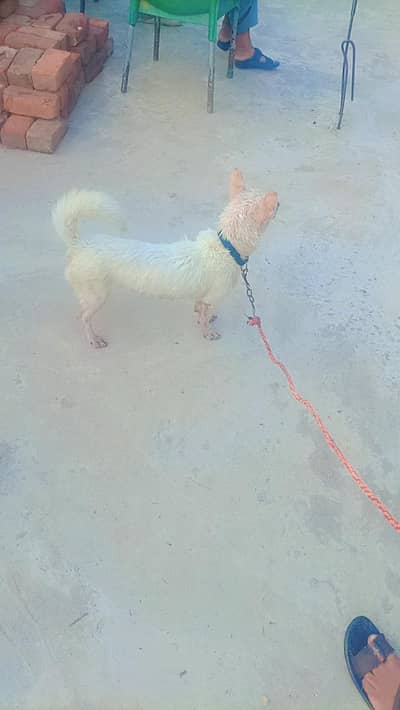 very Beautiful cute very friendly female Russian dog for sale