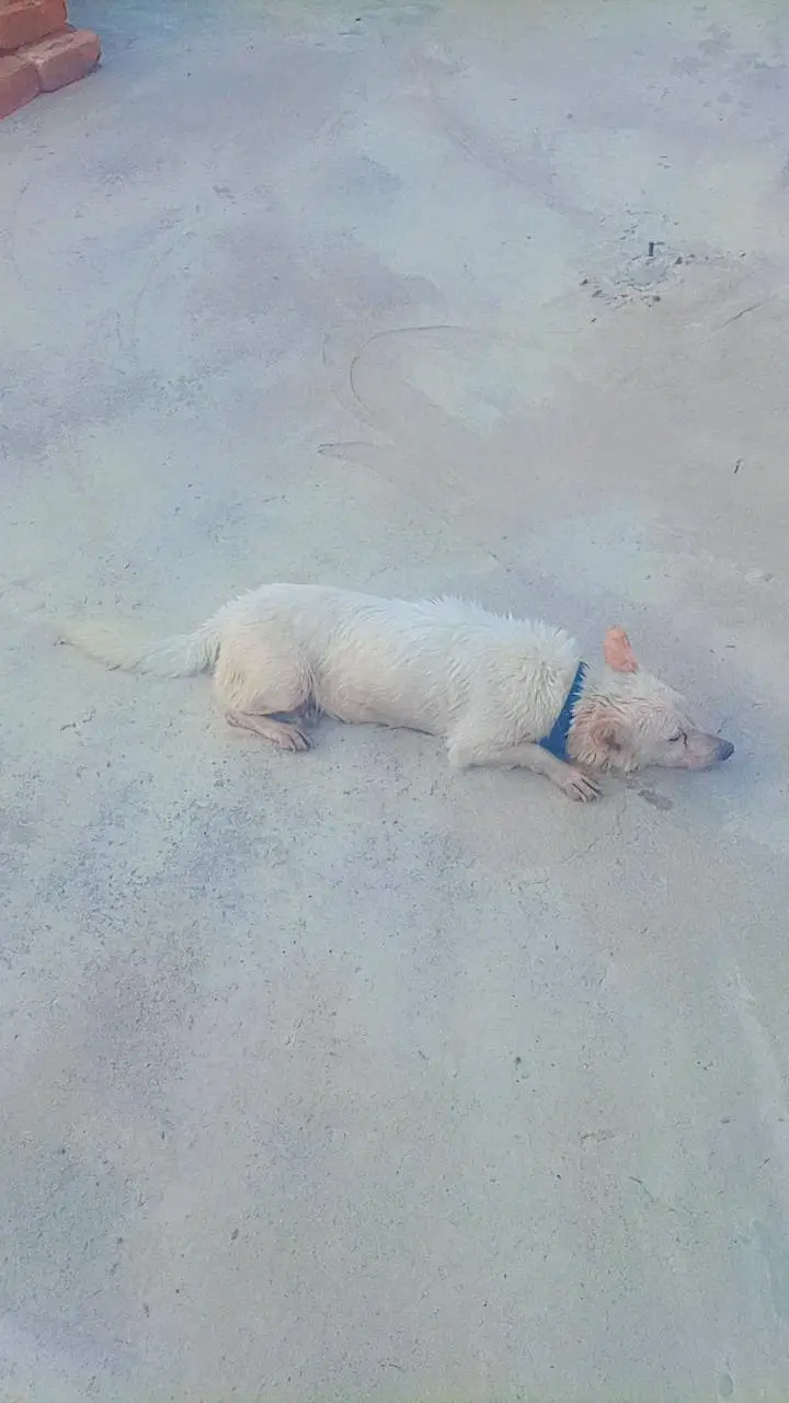 very Beautiful cute very friendly female Russian dog for sale — photo 2