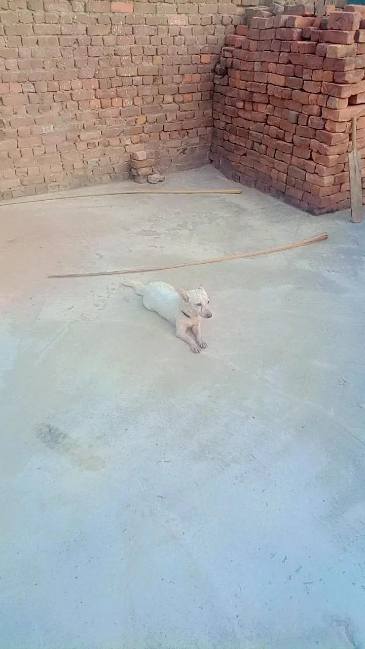 very Beautiful cute very friendly female Russian dog for sale — photo 3