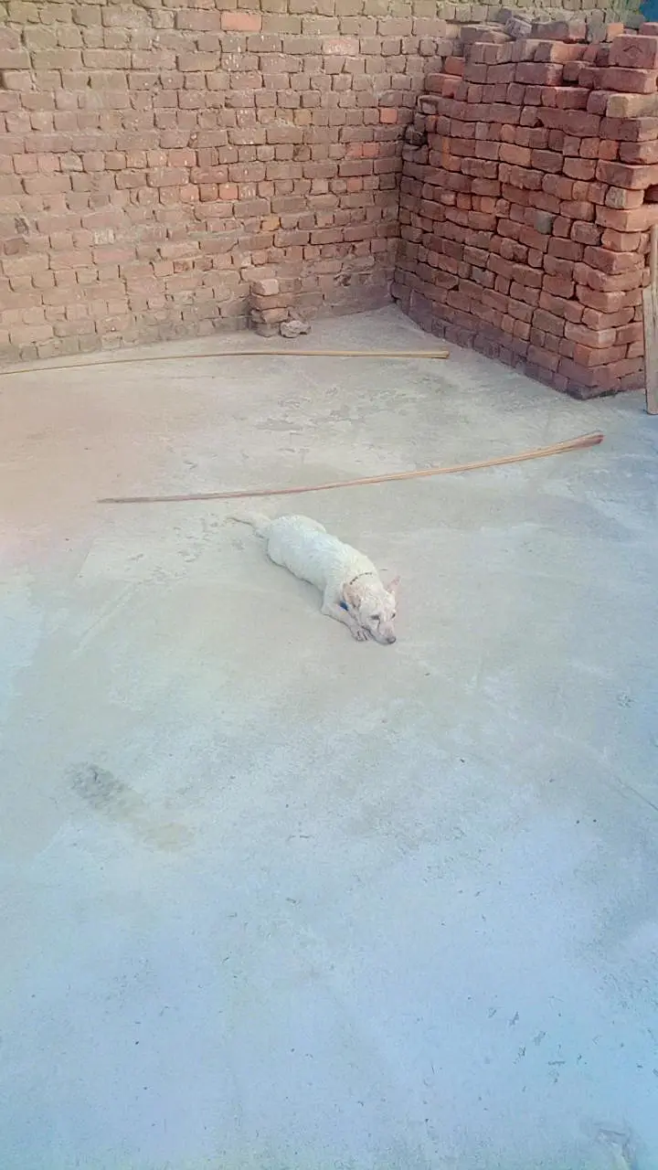 very Beautiful cute very friendly female Russian dog for sale — photo 4