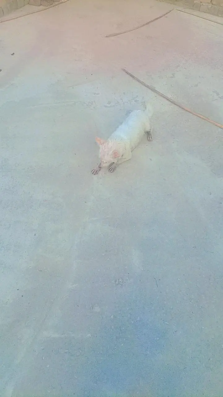 very Beautiful cute very friendly female Russian dog for sale — photo 5