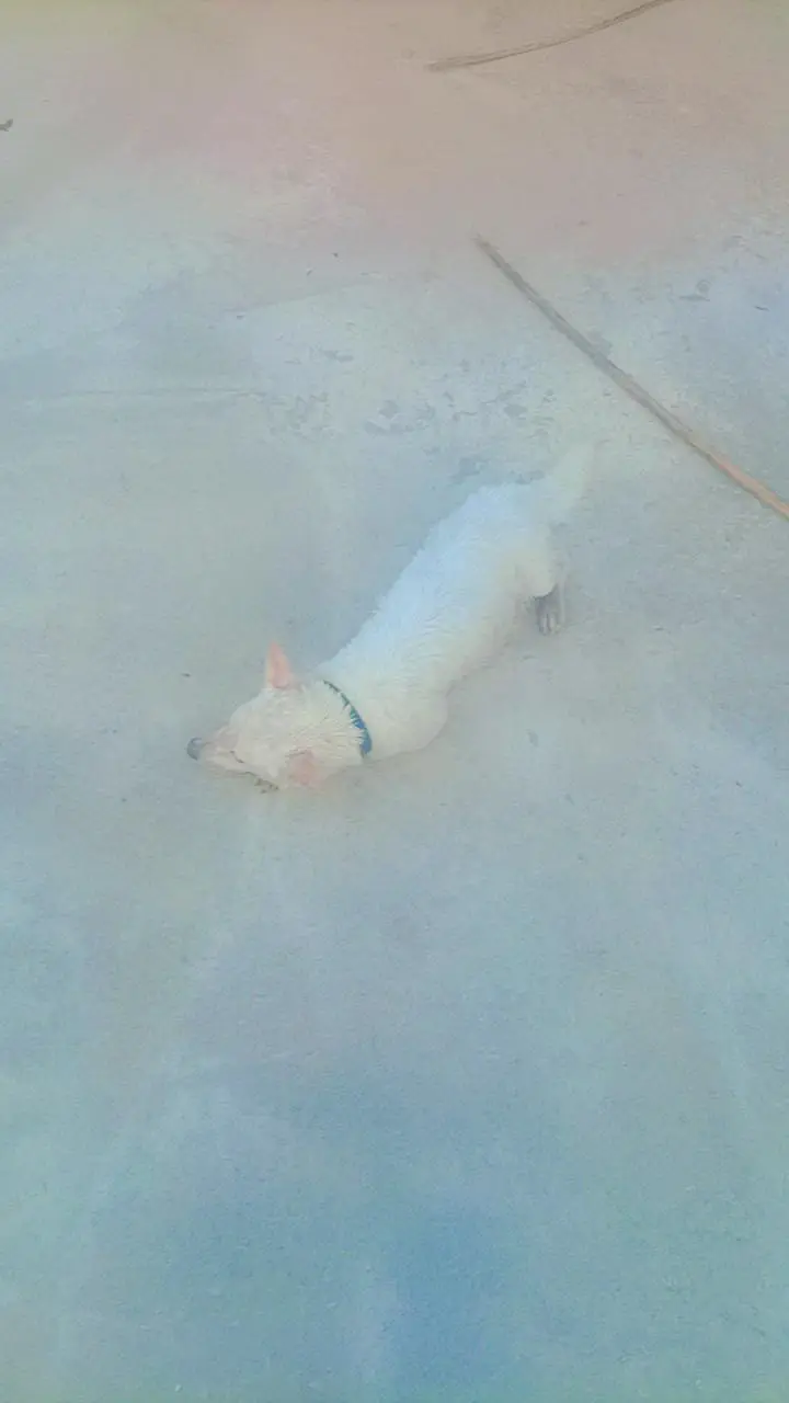 very Beautiful cute very friendly female Russian dog for sale — photo 6