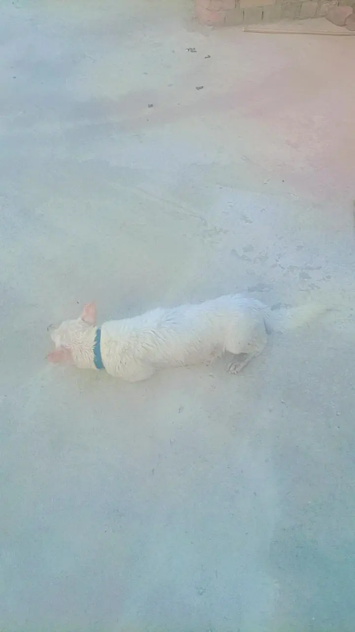very Beautiful cute very friendly female Russian dog for sale — photo 7