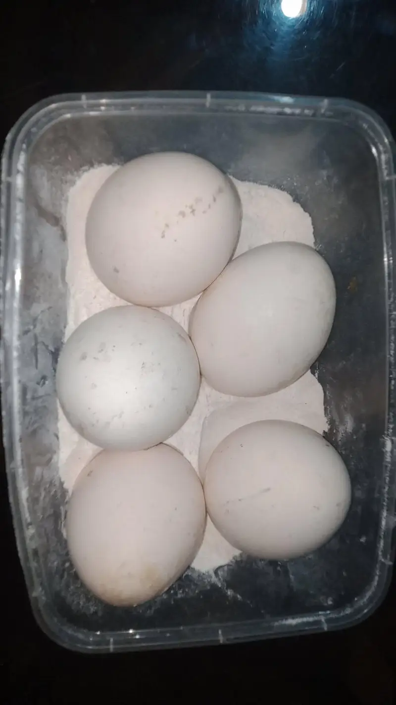 peacock fresh fertile eggs — photo 2