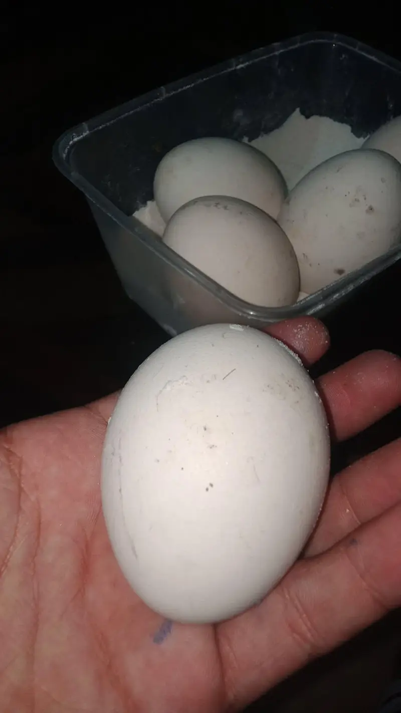 peacock fresh fertile eggs — photo 3