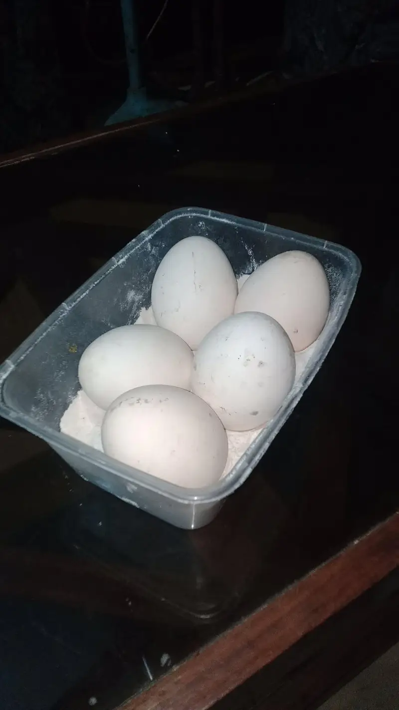 peacock fresh fertile eggs — photo 4