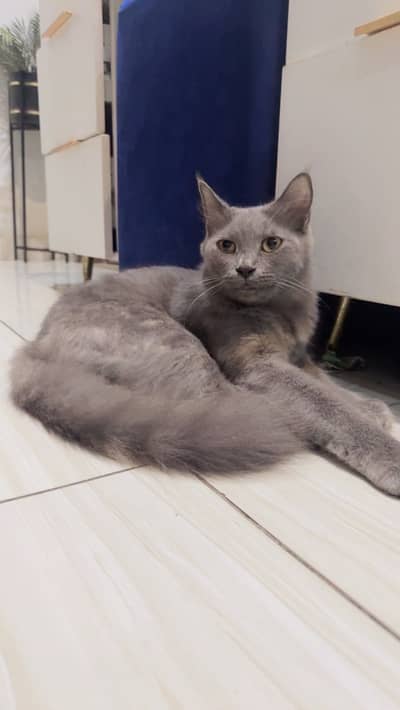 Cat available for adoption