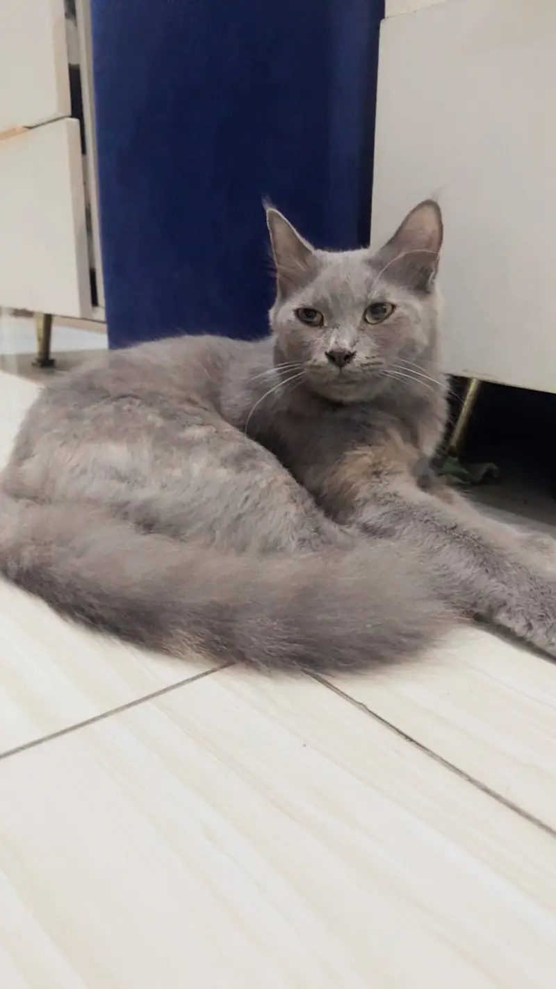 Cat available for adoption — photo 2