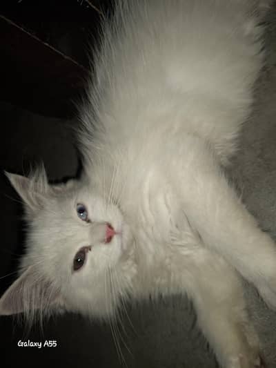 2 kittens for sale. 1male 1female