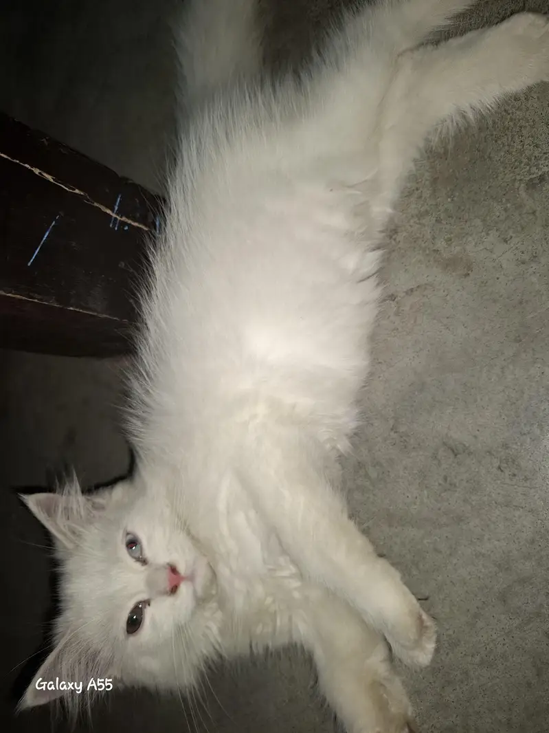 2 kittens for sale. 1male 1female — photo 2