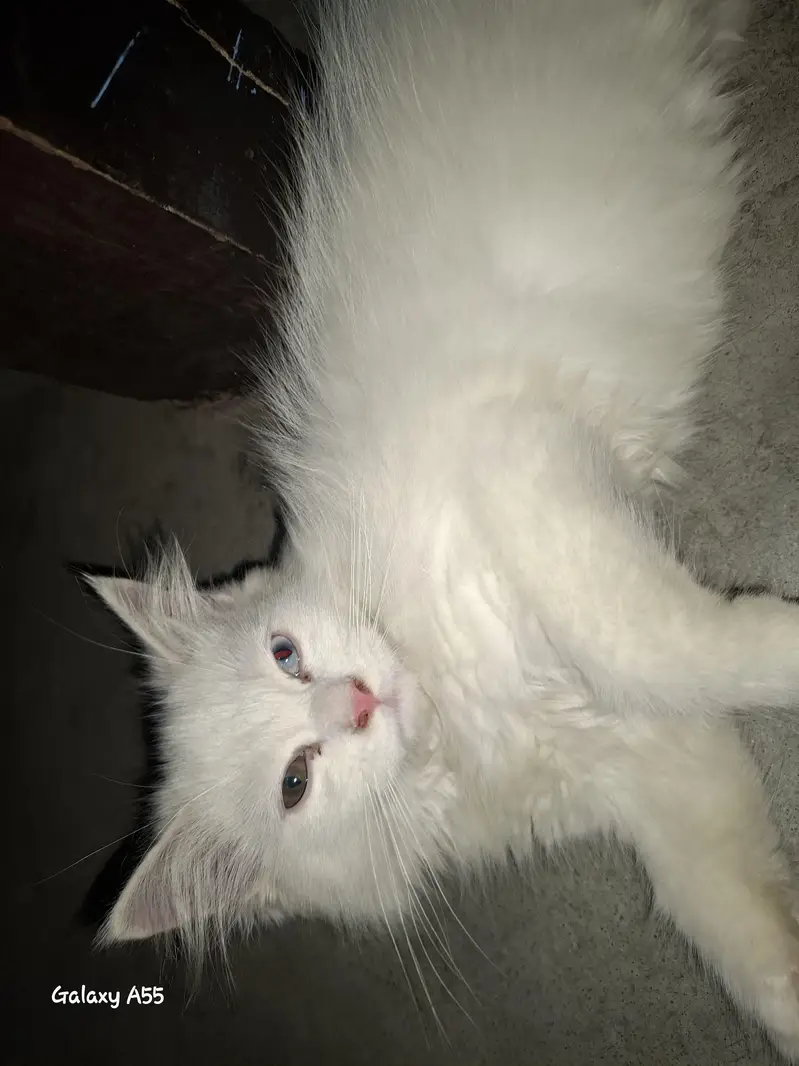2 kittens for sale. 1male 1female — photo 3