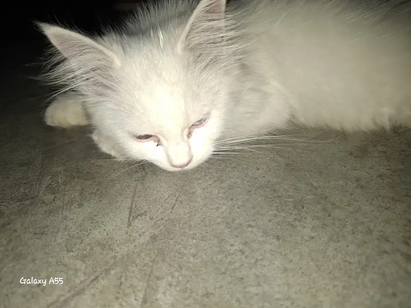 2 kittens for sale. 1male 1female — photo 4
