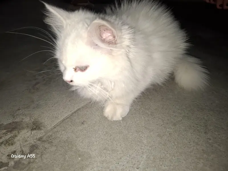2 kittens for sale. 1male 1female — photo 5