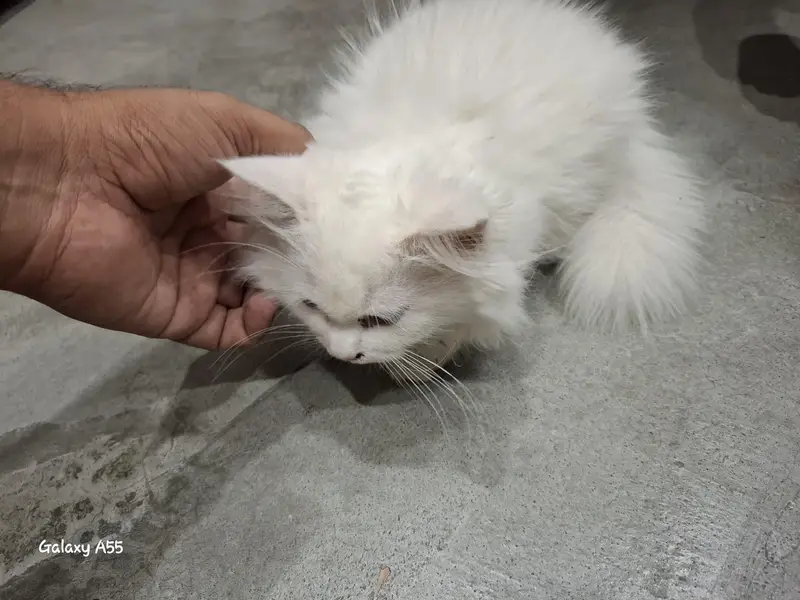2 kittens for sale. 1male 1female — photo 8