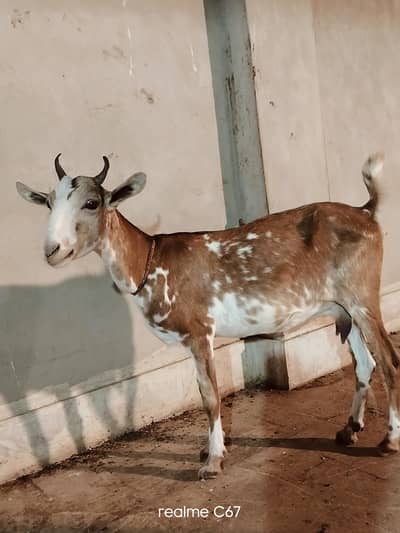 Teddy Gubban Bakri 03342637391