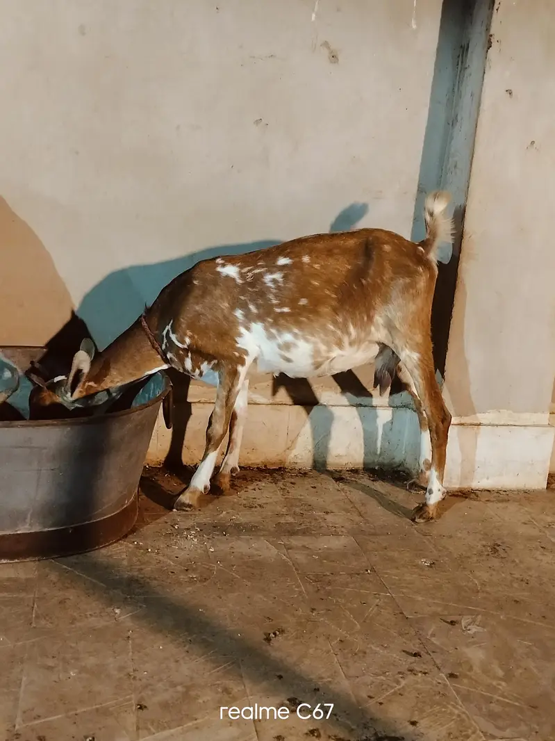 Teddy Gubban Bakri 03342637391 — photo 2