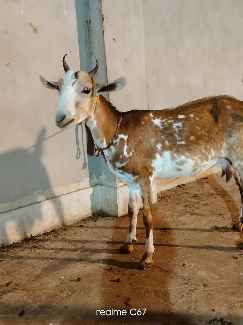 Teddy Gubban Bakri 03342637391 — photo 3