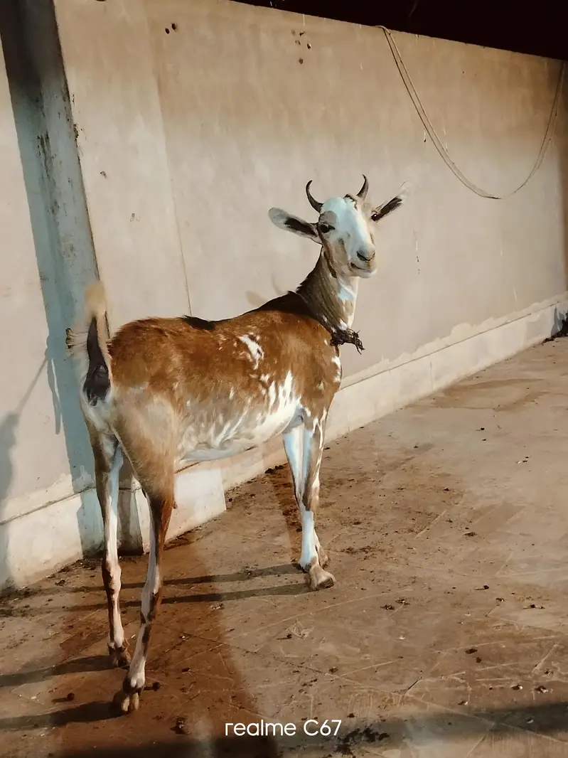 Teddy Gubban Bakri 03342637391 — photo 4