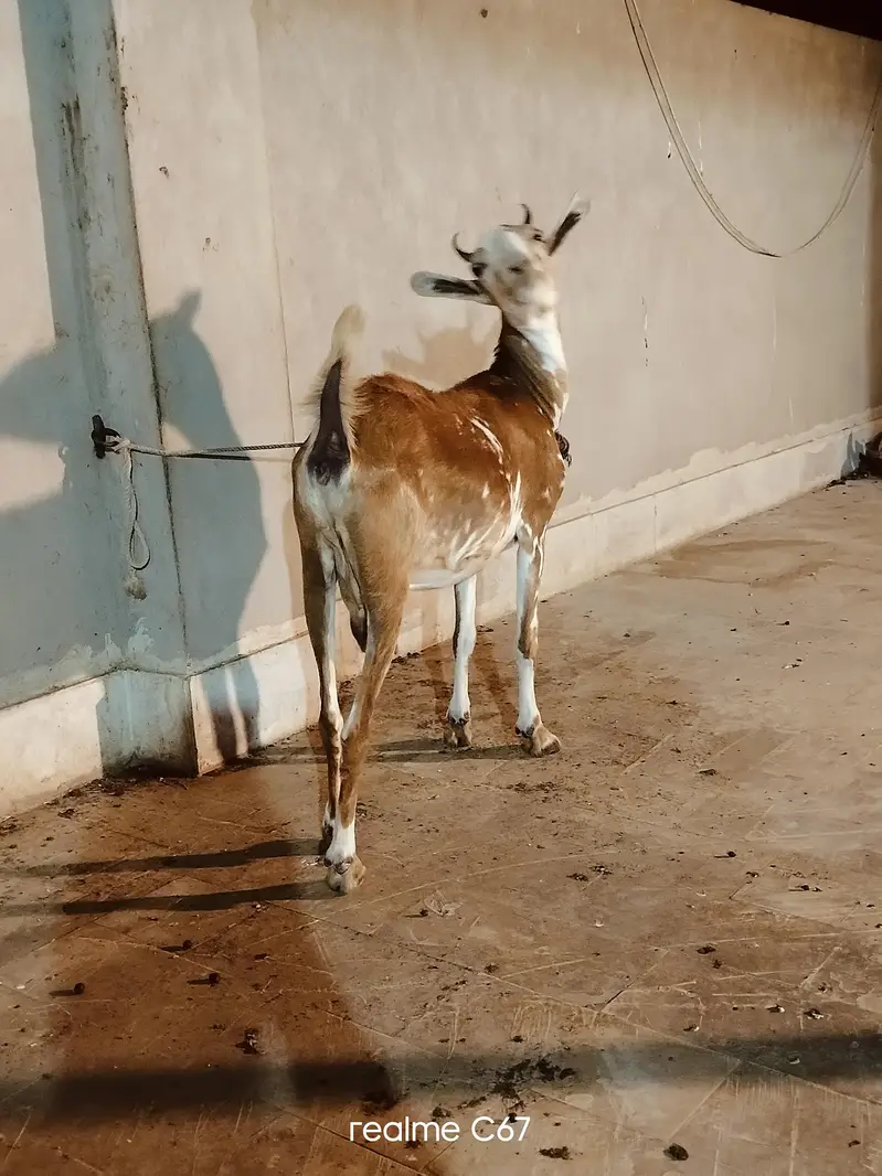 Teddy Gubban Bakri 03342637391 — photo 5