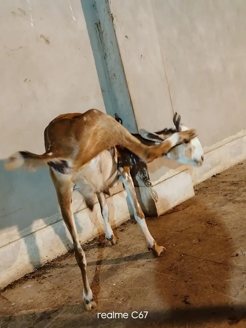 Teddy Gubban Bakri 03342637391 — photo 6