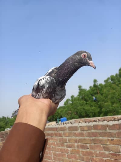 Dubb wala male for sale  whatsapp number [0344***82***61***381]