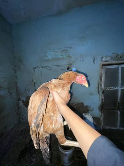 2 female ha jis ko chiya video mil jai ge