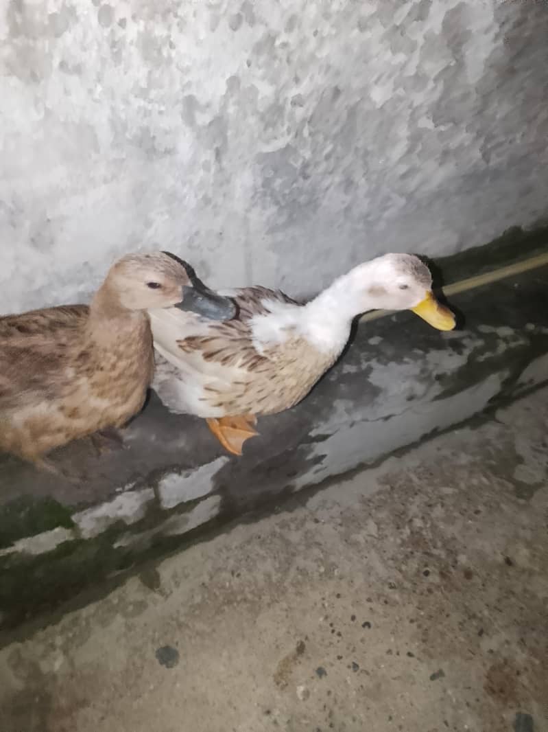 ducks 0