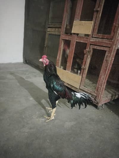 Mushka ratta