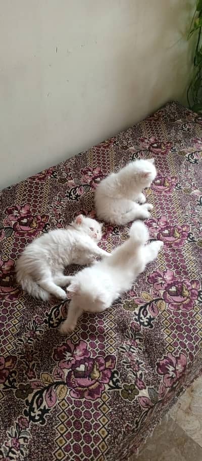 Persian kittens