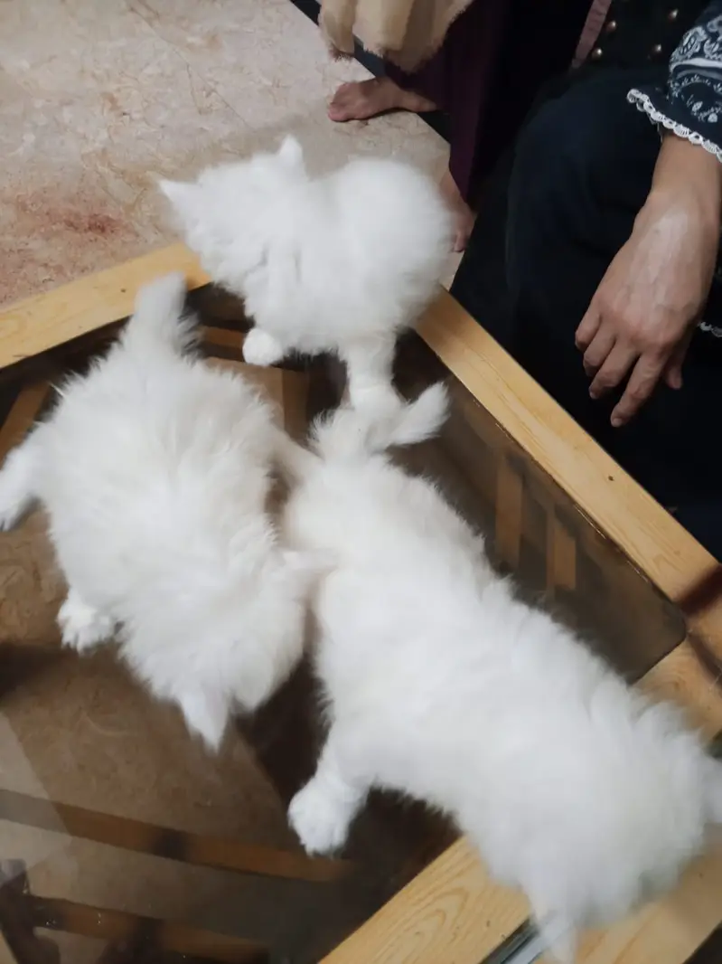 Persian kittens — photo 2