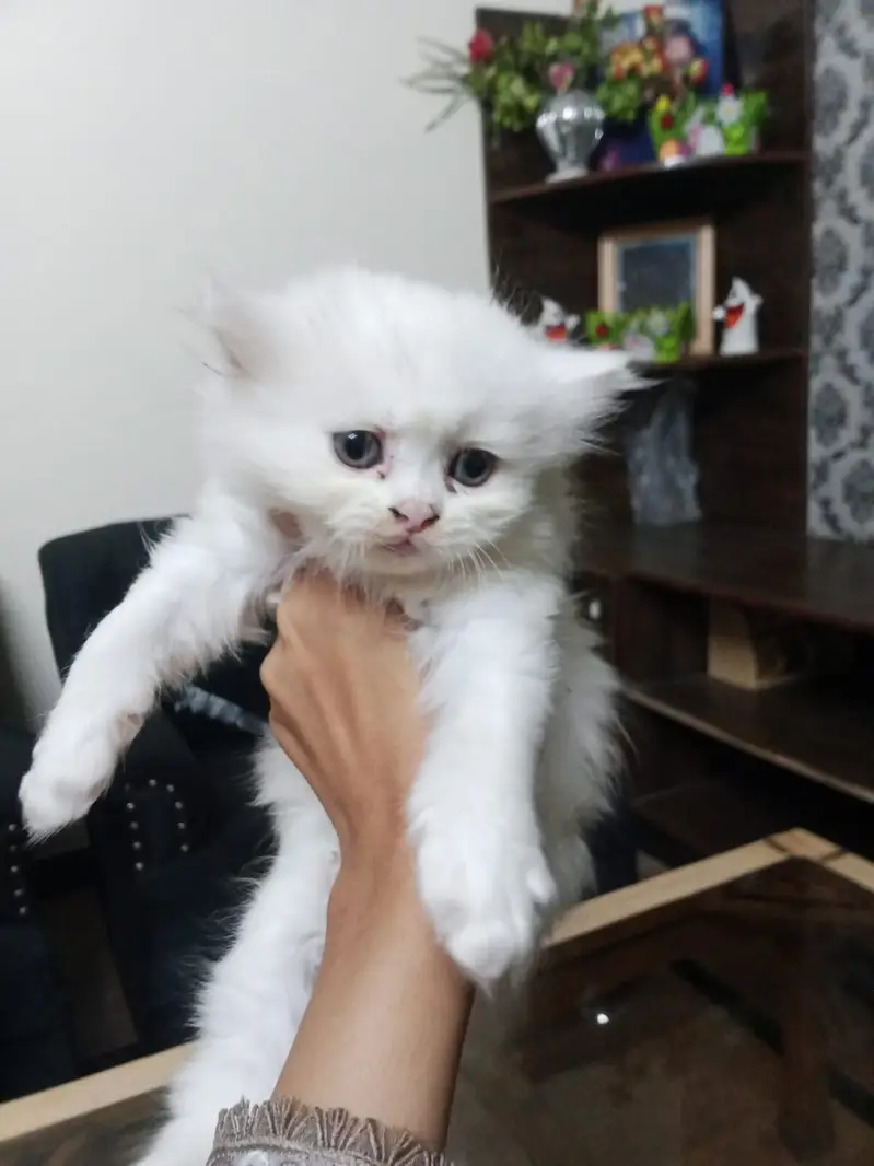 Persian kittens — photo 3