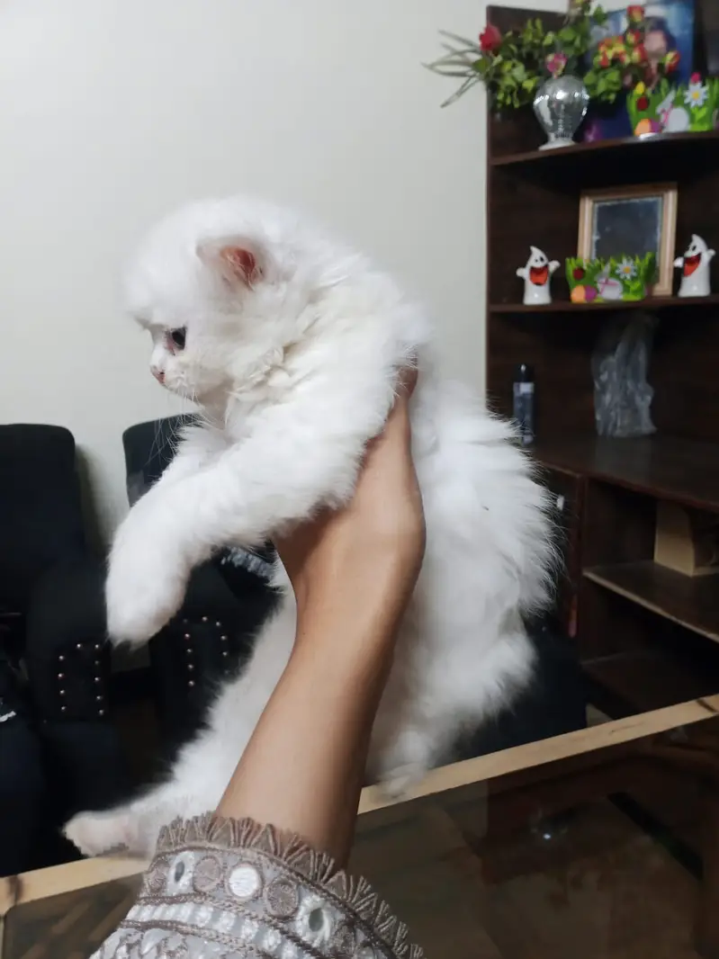Persian kittens — photo 4