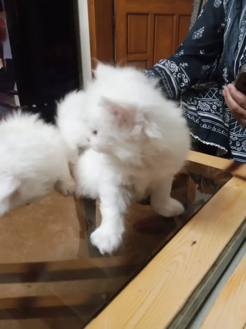 Persian kittens — photo 5