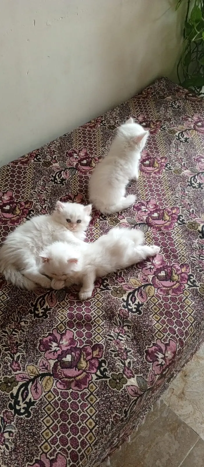 Persian kittens — photo 6