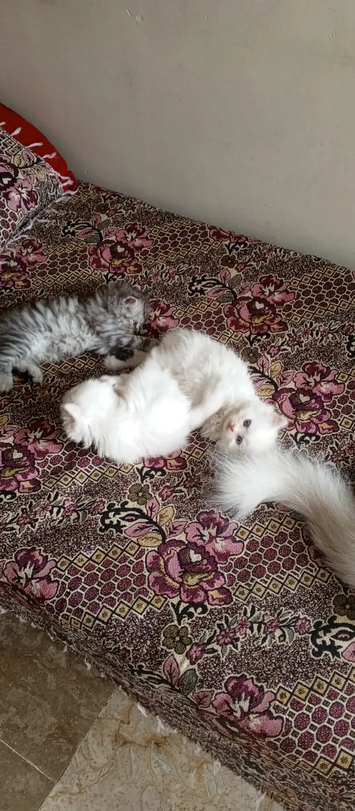 Persian kittens — photo 7
