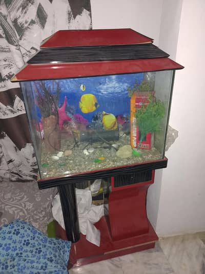 fishi equrim
