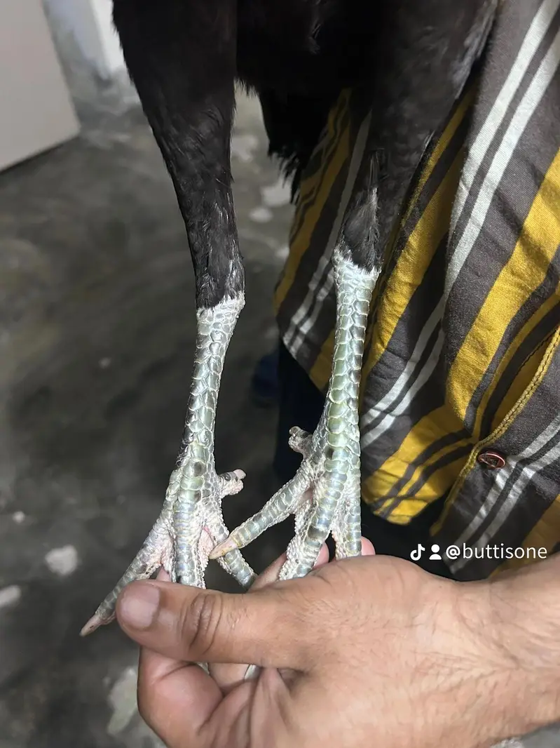 female Thai aseel — photo 2