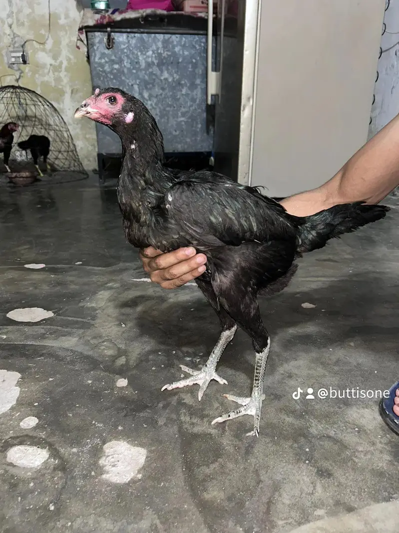 female Thai aseel — photo 3
