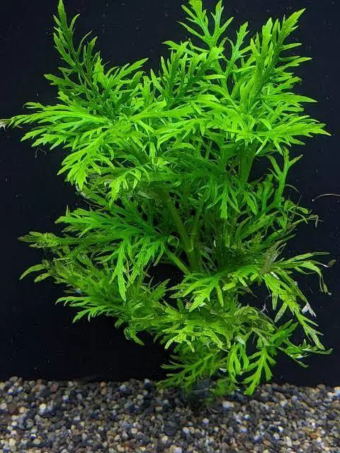 aquarium for sale — photo 3